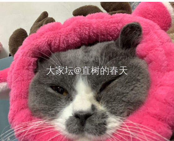 走一波猫片 女装大佬_猫宠物