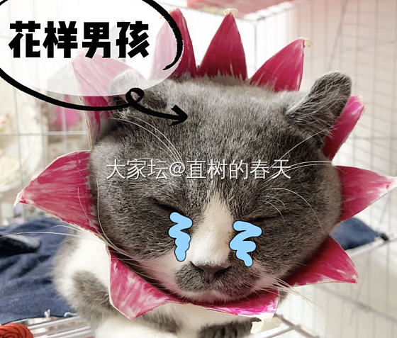 走一波猫片 女装大佬_猫宠物