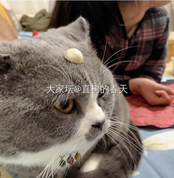 走一波猫片 女装大佬_猫宠物