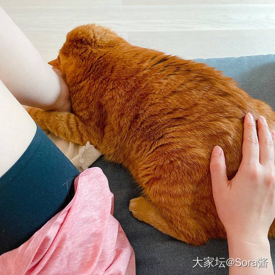 🌀台风来袭，抱大腿的🐱_猫