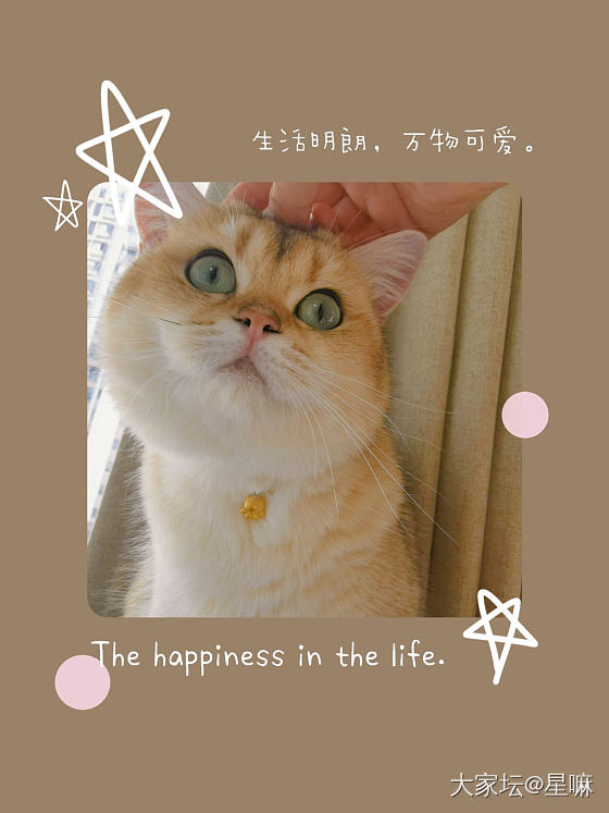 小猫爪来啦_金