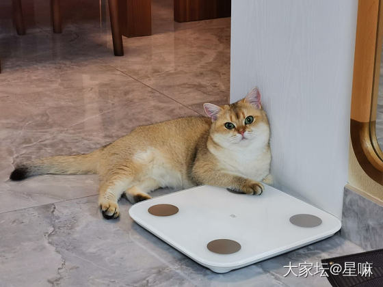 小猫爪来啦_金