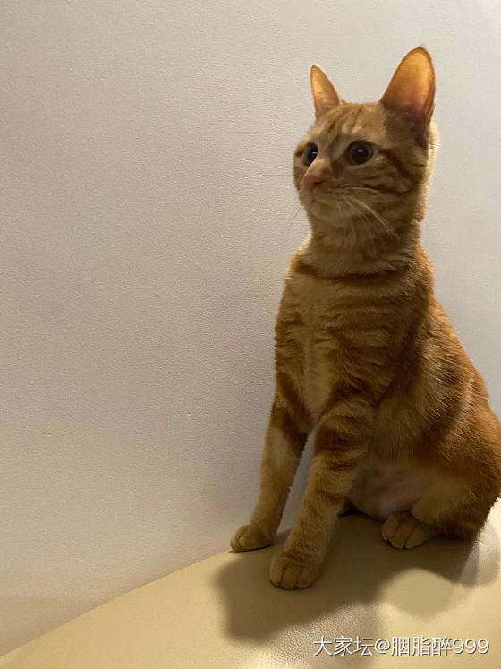 去年十月在小区草笼笼头捡的流浪猫，当时给正我老公说想养猫，老公说那就喂个银渐层或...