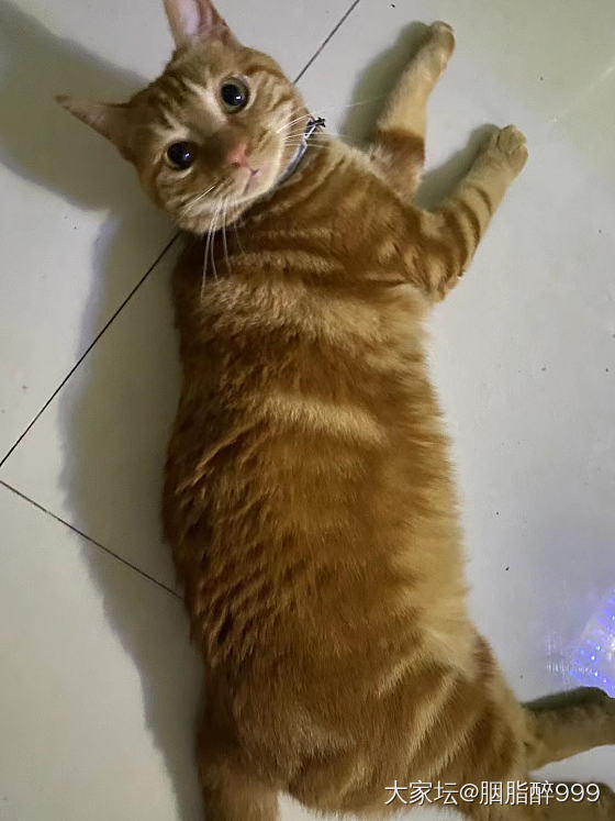 去年十月在小区草笼笼头捡的流浪猫，当时给正我老公说想养猫，老公说那就喂个银渐层或...