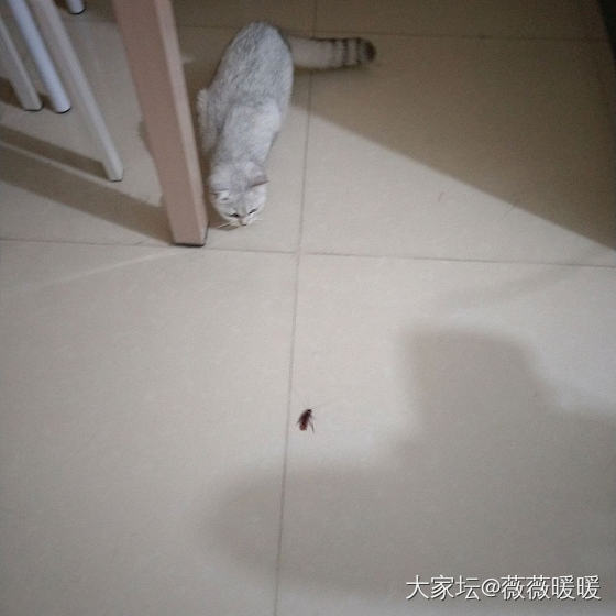 我突然没那么想亲它了_猫