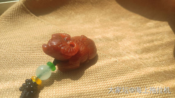 小红牛和两只红……小鸡吧😂😂_翡翠
