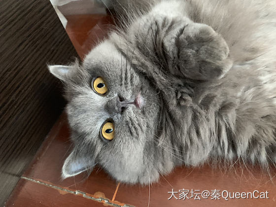 不爱小鱼干的猫_猫