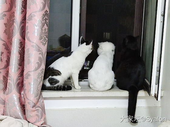 傻猫扑纱窗害怕_猫