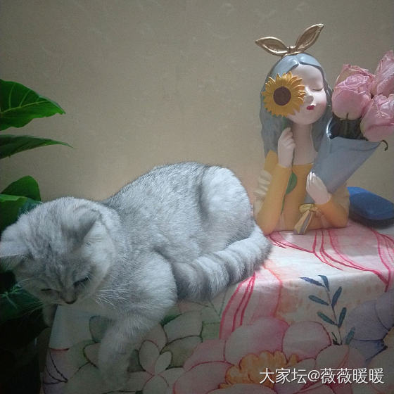 我怀疑它想祸害身后那个小姑娘_猫