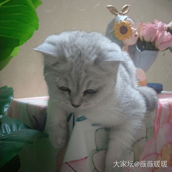 我怀疑它想祸害身后那个小姑娘_猫