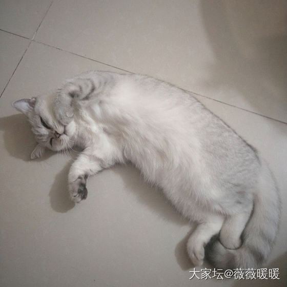 我怀疑它想祸害身后那个小姑娘_猫