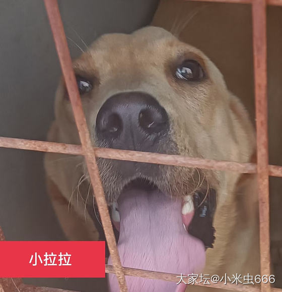 为啥城市流浪的大型犬越来越多_狗