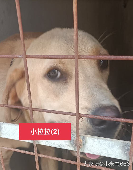 为啥城市流浪的大型犬越来越多_狗