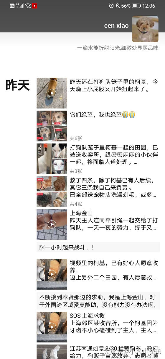 为啥城市流浪的大型犬越来越多_狗