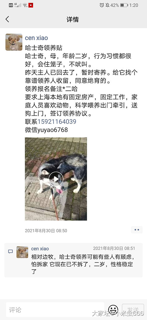 为啥城市流浪的大型犬越来越多_狗