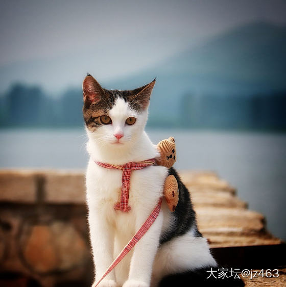 花花美不美_猫