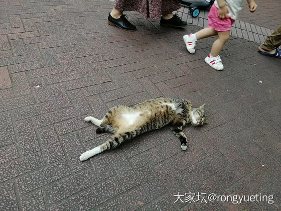 爱谁谁。我就是睡得香。_猫