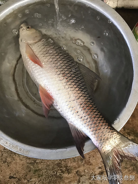 国庆有躺着玩手机的吗？_水族类