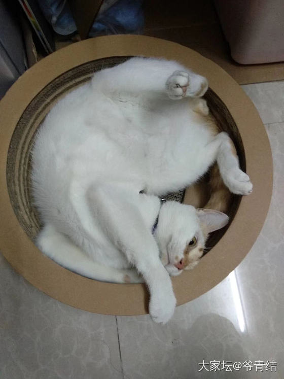 一盆猫，清真还是红烧_猫