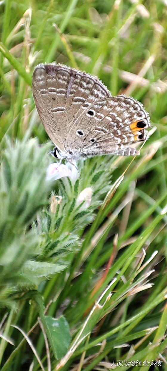 追蝴蝶🦋_银