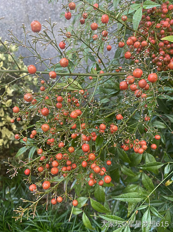 知道这是什么果吗？_植物树