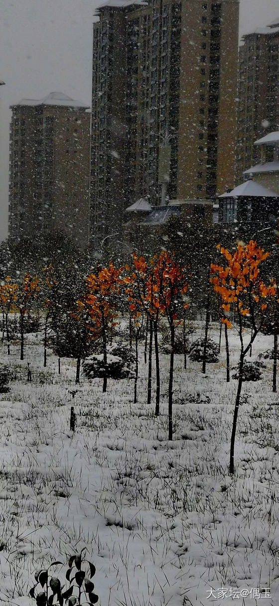 初雪_摄影景色