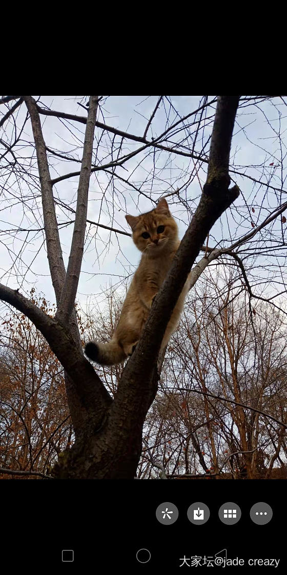 补图来了。_猫