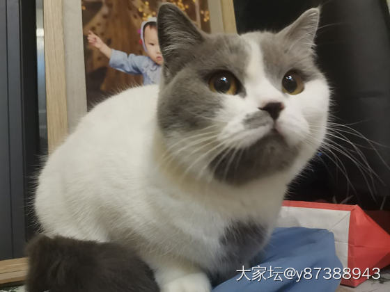 我好像有了一只猫，也好像没有猫😂_猫