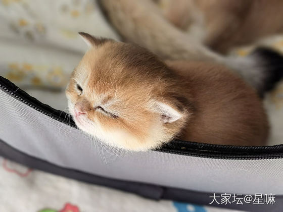 晒猫🐱咯_猫