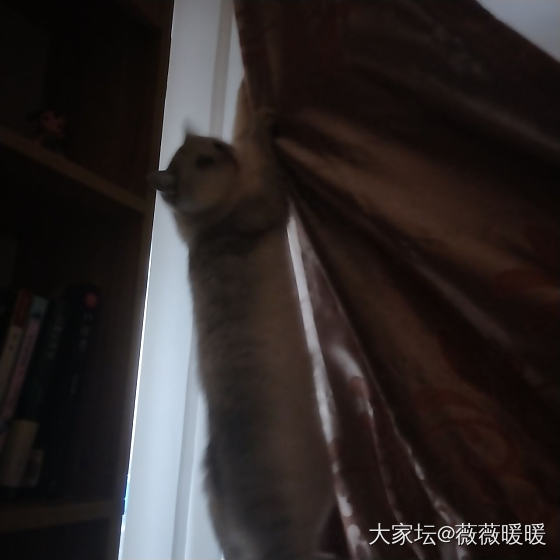 抓现场_猫宠物