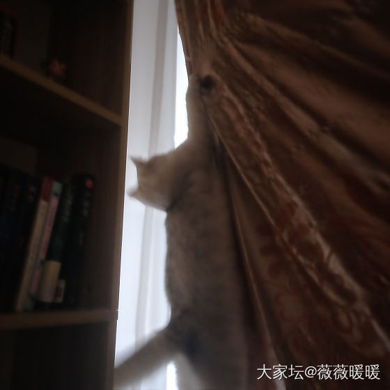 抓现场_猫宠物