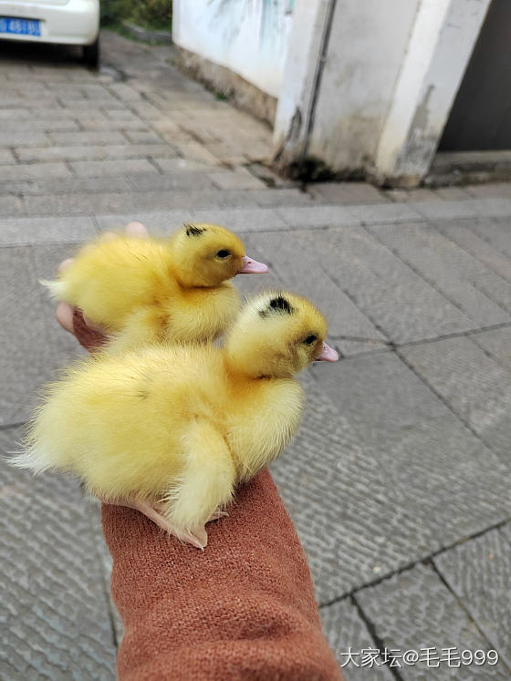 领养的鸭子，广场门口排队领养，不知道怎么养，求助万能的坛子_鸭