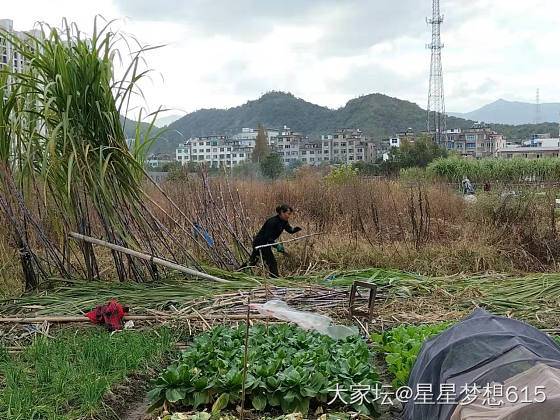 家里种的甘蔗准备做红糖，将近20捆，明天还有一倍多量！_菜园果园