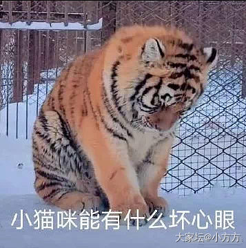 标题你们定_猫