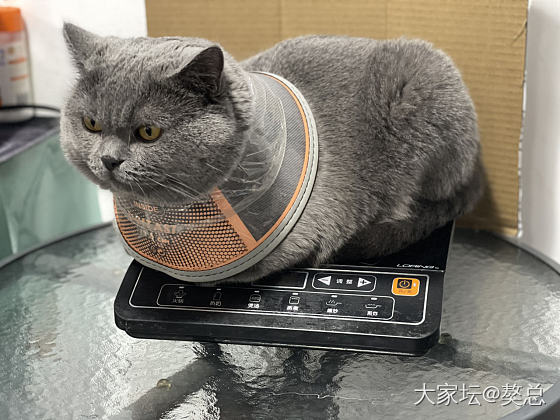 獒总：我受伤了，掉了2个指甲😭_猫