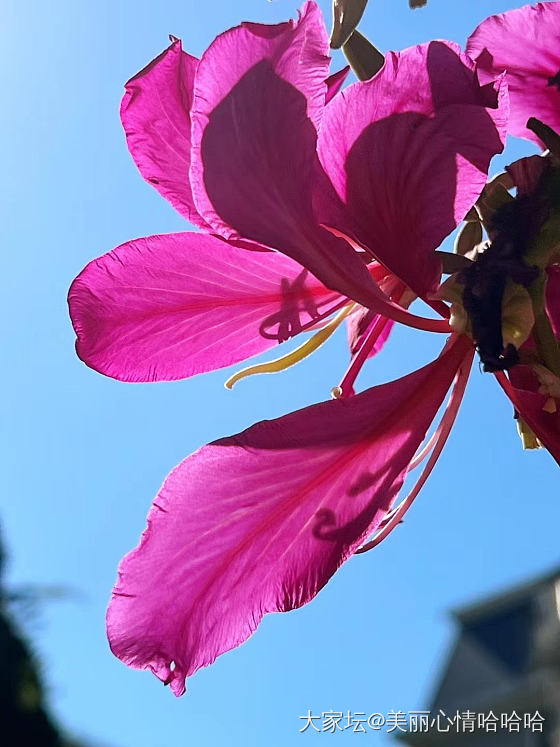 冬天里的红花花_摄影花植物闲聊