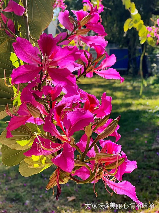 冬天里的红花花_摄影花植物闲聊