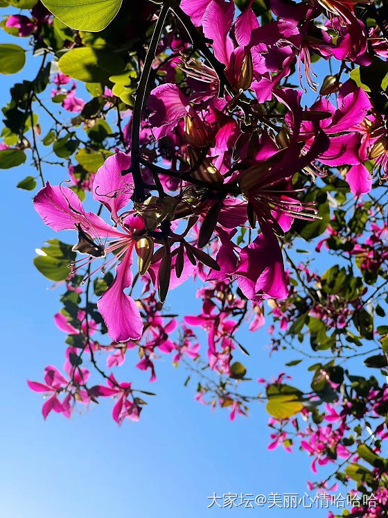 冬天里的红花花_摄影花植物闲聊