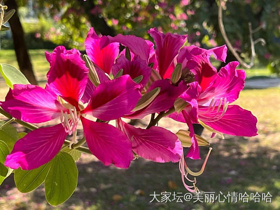 冬天里的红花花_摄影花植物闲聊