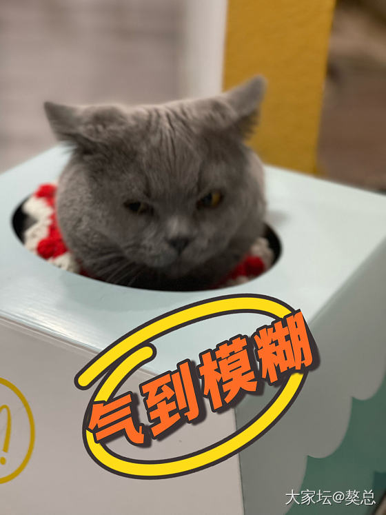 獒总：妈带回来一头小崽子，妈说它像我们都喜欢的金砸_猫