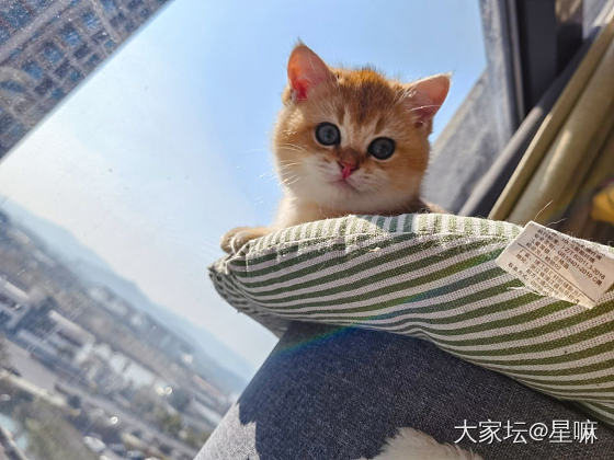 金渐层小猫咪两个多月啦_猫