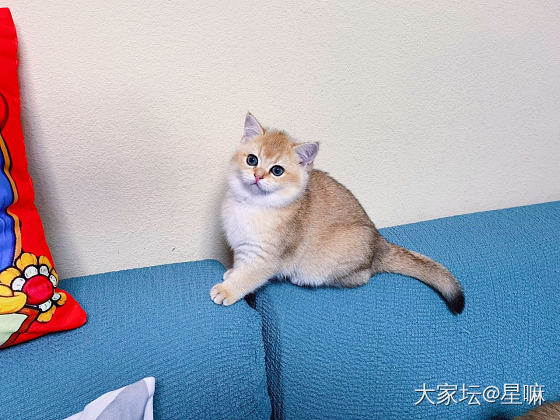 金渐层小猫咪两个多月啦_猫