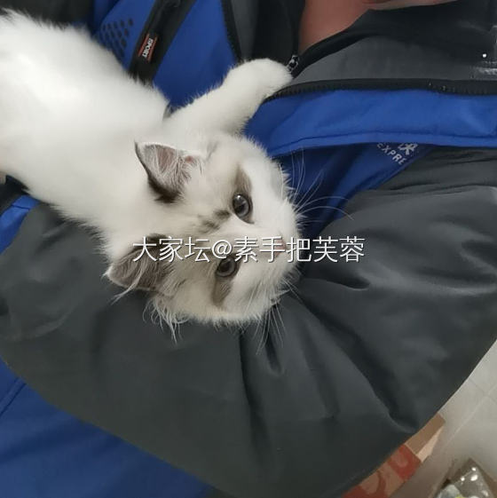 不晒珠宝，不晒美食，晒个小猫咪吧_宠物猫