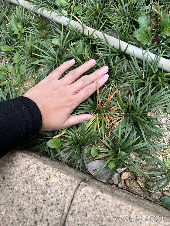 一颗纯正的正红绝地_彩色宝石