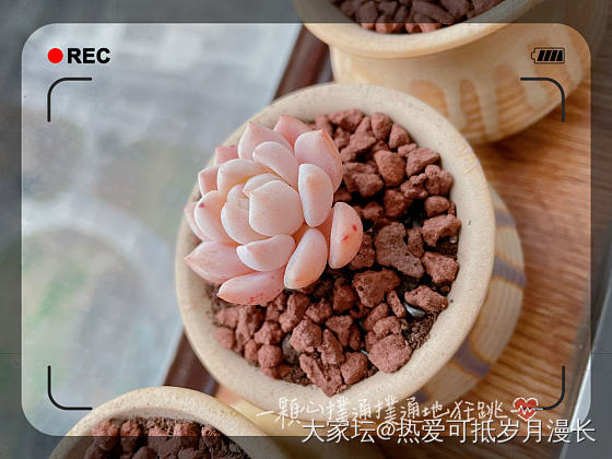 粘土多肉～加油练习加油捏～_泥艺