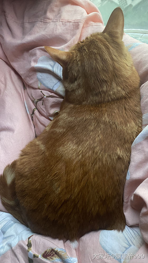 我家的三色毛团子，养猫有瘾。先一只，再一只，又一只
