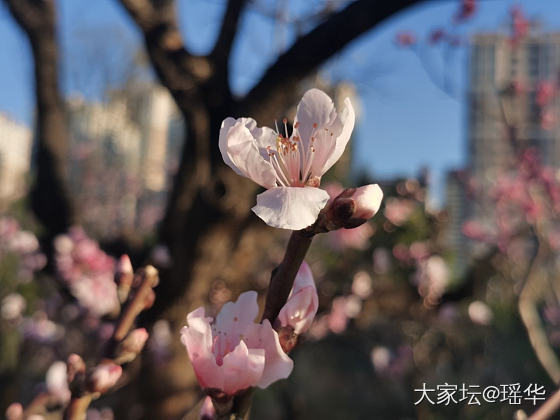 今天出去拍的花花🌸_花景色