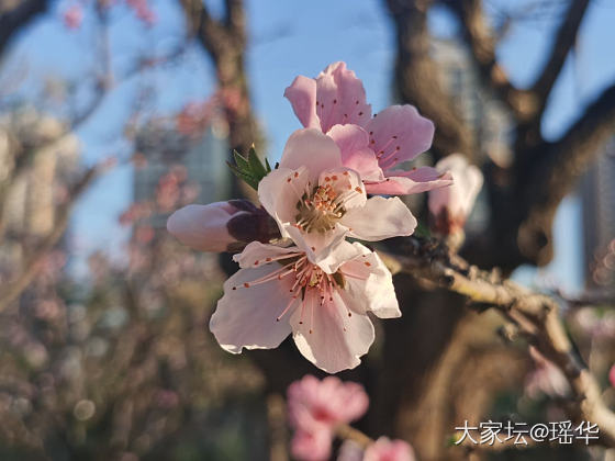 今天出去拍的花花🌸_花景色