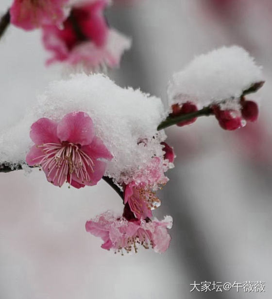 真正的雪绒绒_景色生活