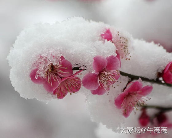 真正的雪绒绒_景色生活